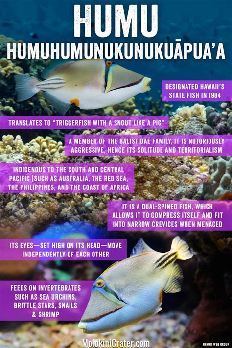 hawaii national fish|Humuhumunukunukuapua'a Facts: Hawaii's State Fish (with .